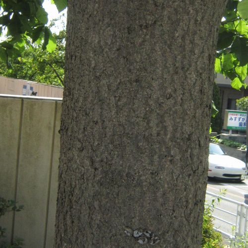 ベニバナトチノキ