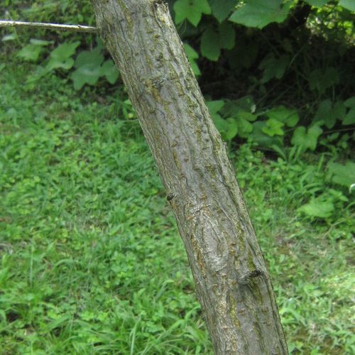 ヒトツバハギ