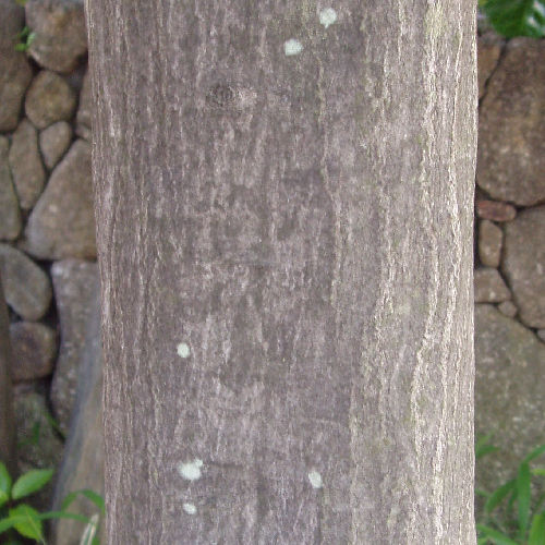 イヌシデ