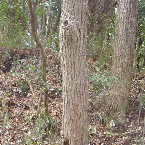 クリ