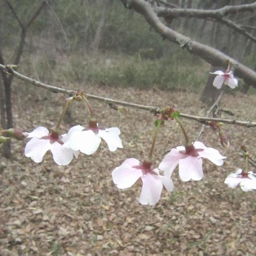 マメザクラ