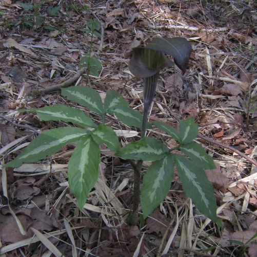 ミミガタテンナンショウ