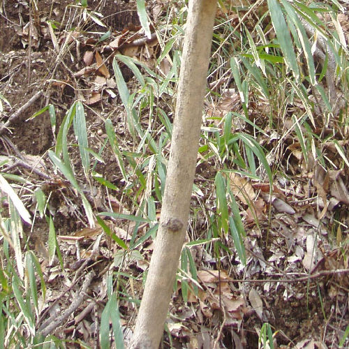 ムラサキシキブ