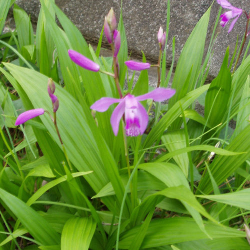 シラン